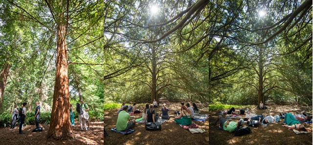 Forest Bathing at Kew Gardens